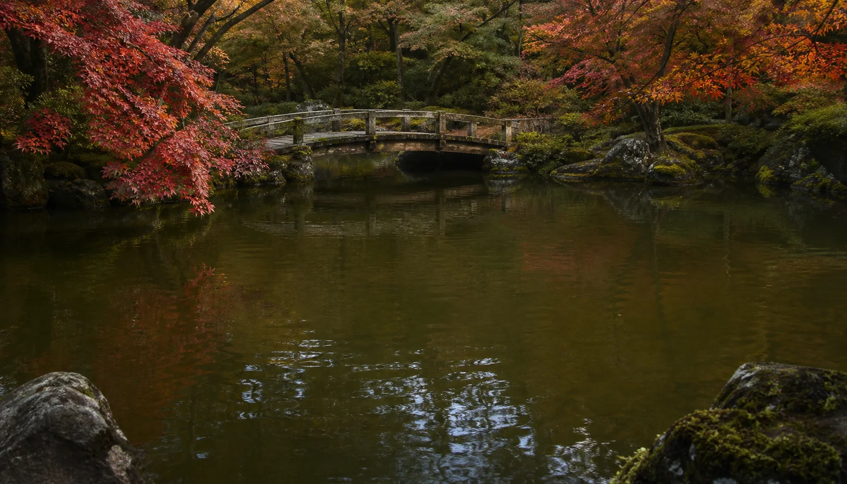 An autumn Japanese garden with red maple branches, a weathered wooden footbridge, mossy stones, and a quiet reflective pond