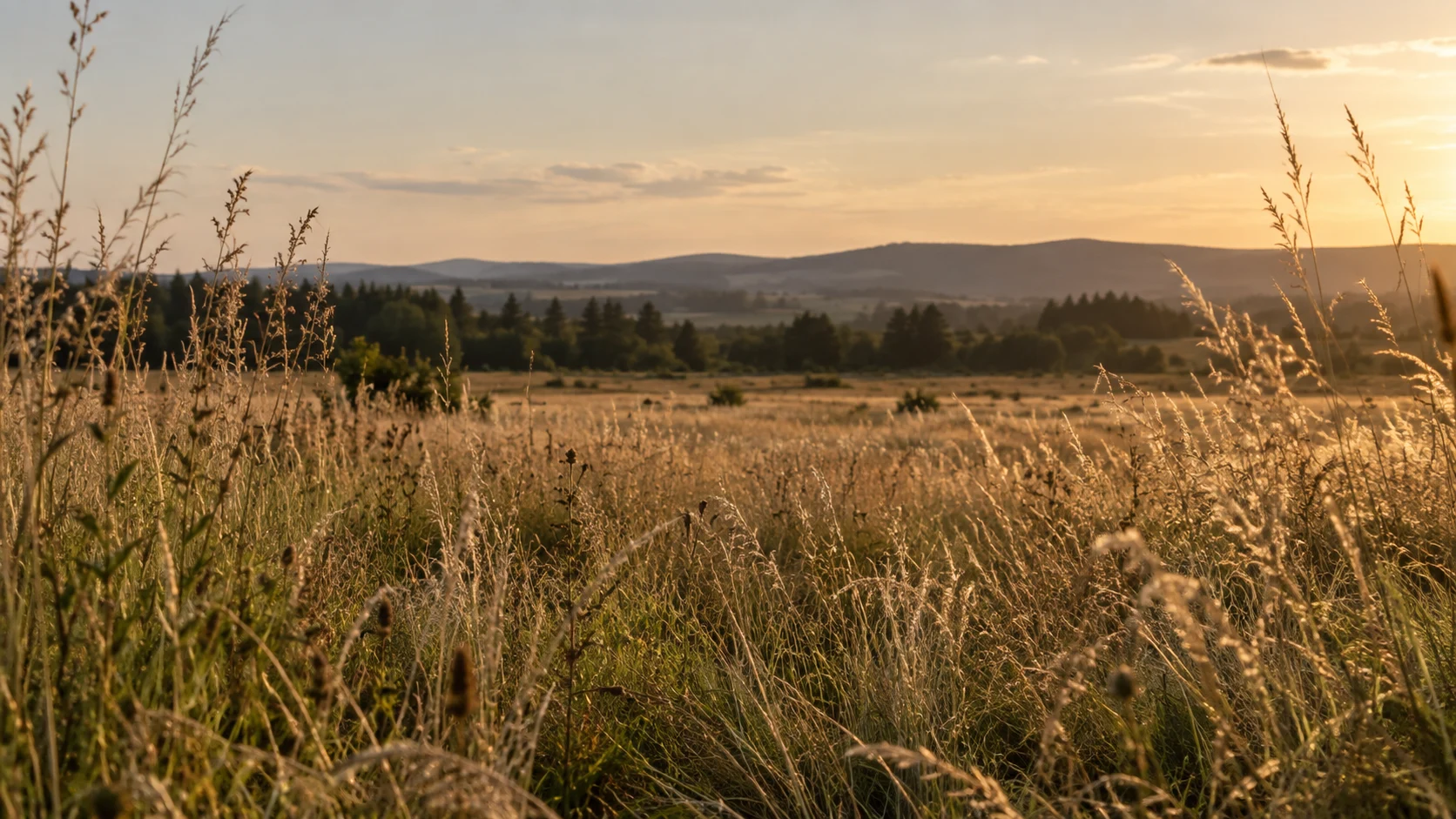 Fine golden meadow grasses and seed heads glowing in evening sunlight beneath a quiet distant treeline